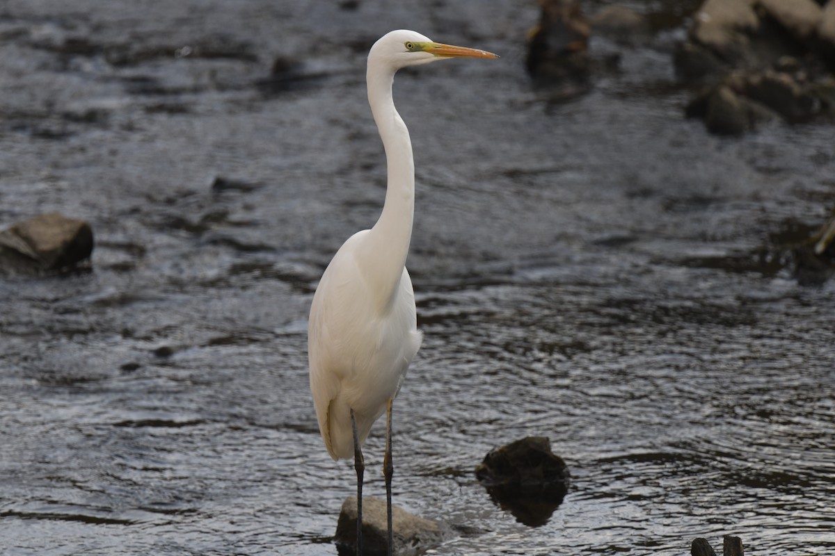 Garceta Grande - ML645805933