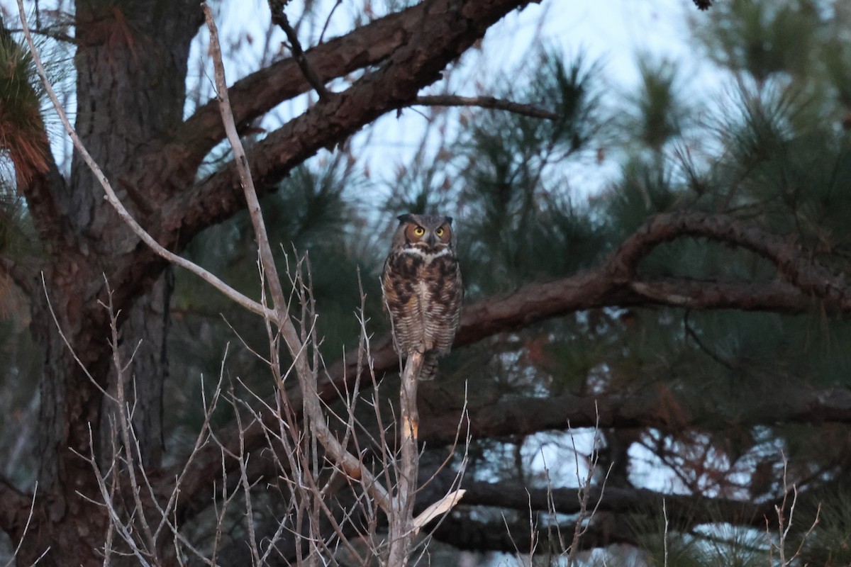 Great Horned Owl - ML645805937