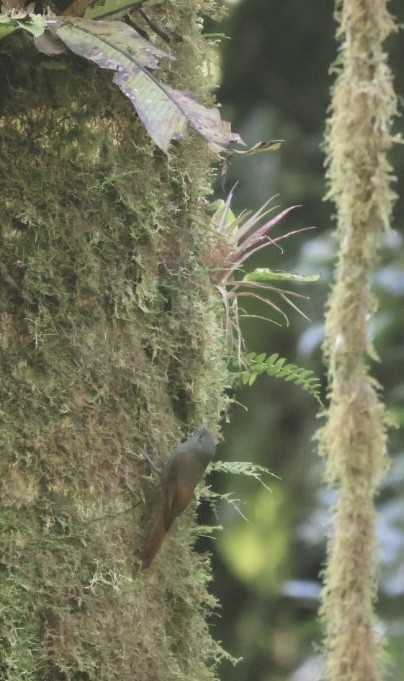 Olivaceous Woodcreeper - ML645805938