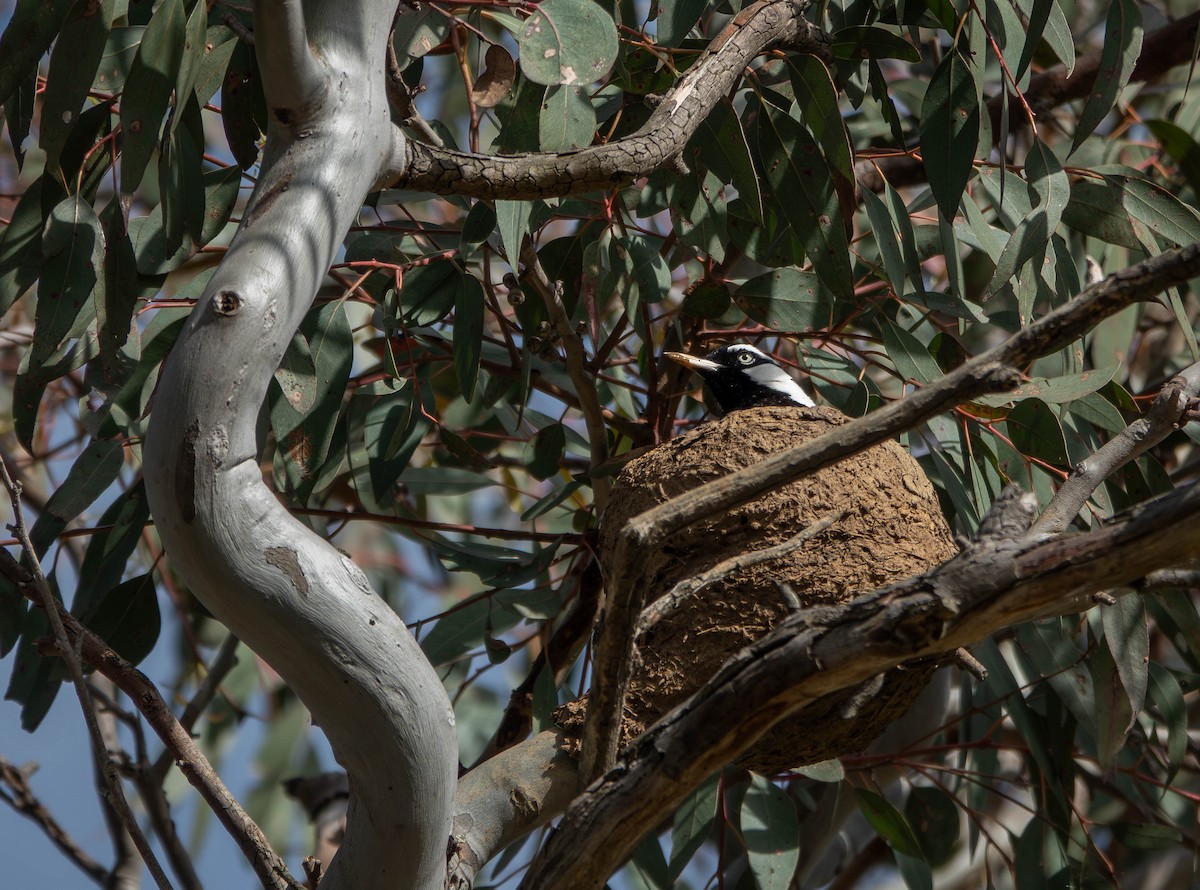 Magpie-lark - ML645805945