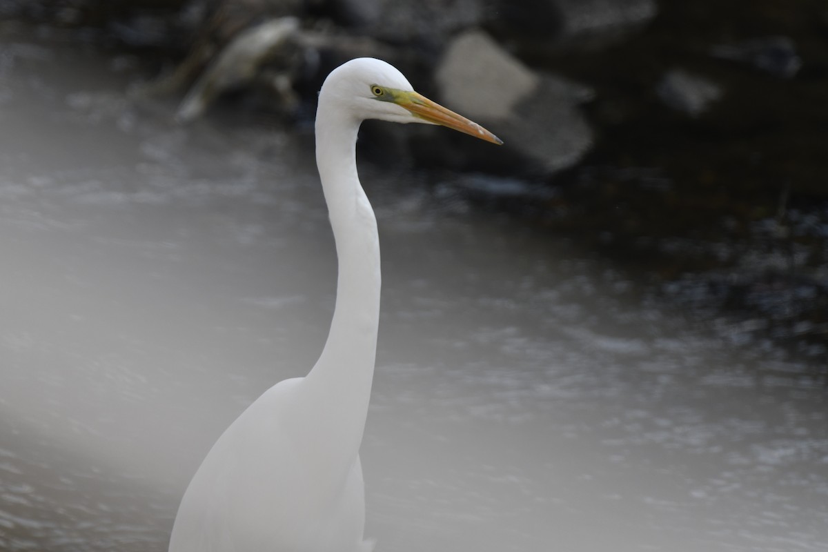 Garceta Grande - ML645805950