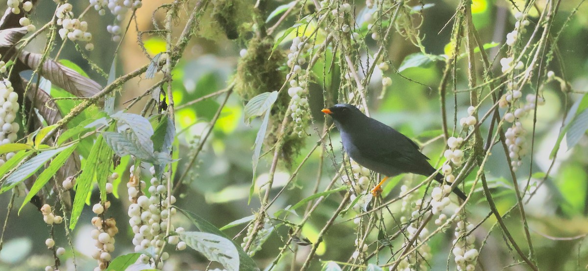 Black-faced Solitaire - ML645805964