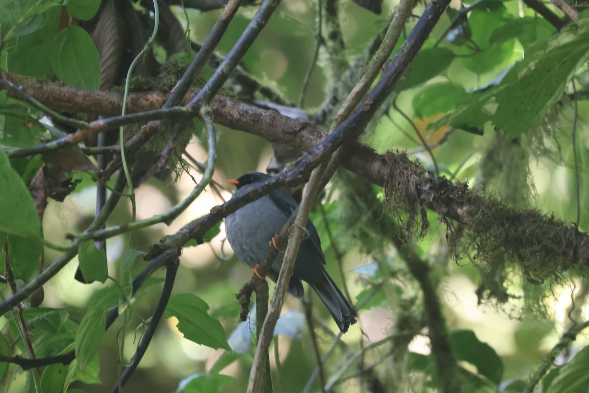 Black-faced Solitaire - ML645805966
