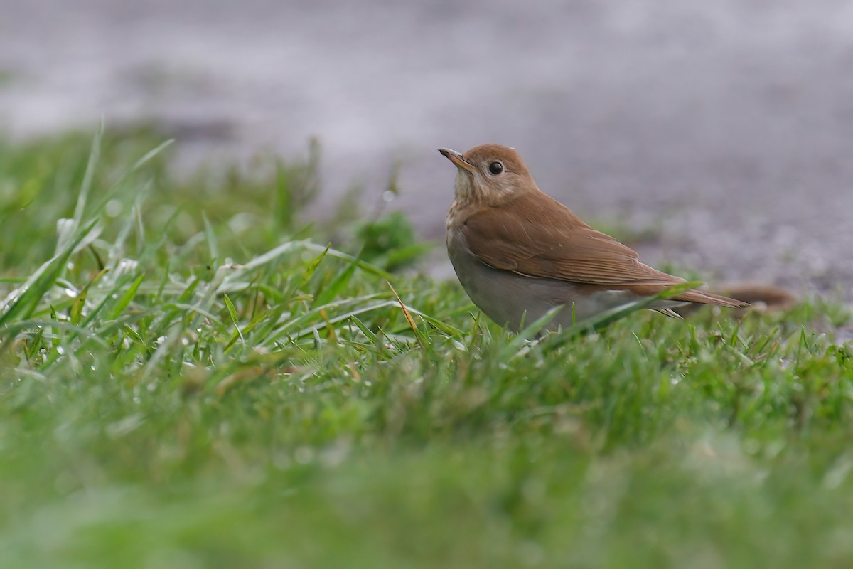 קיכלי חלוד-גב - ML645805974