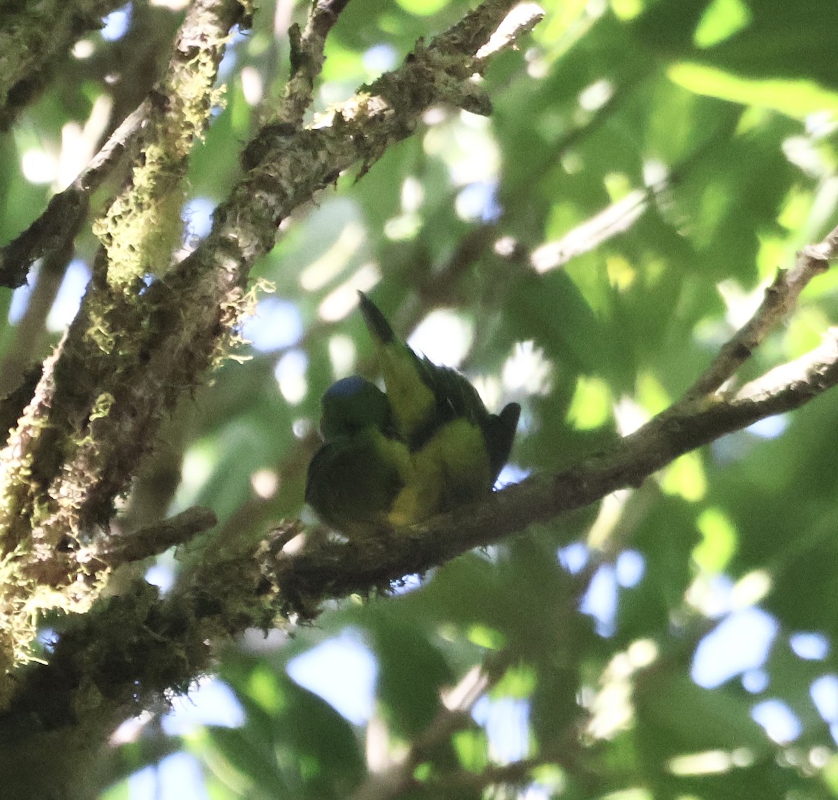 Golden-browed Chlorophonia - ML645805980