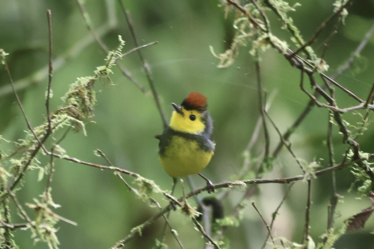 Collared Redstart - ML645806004