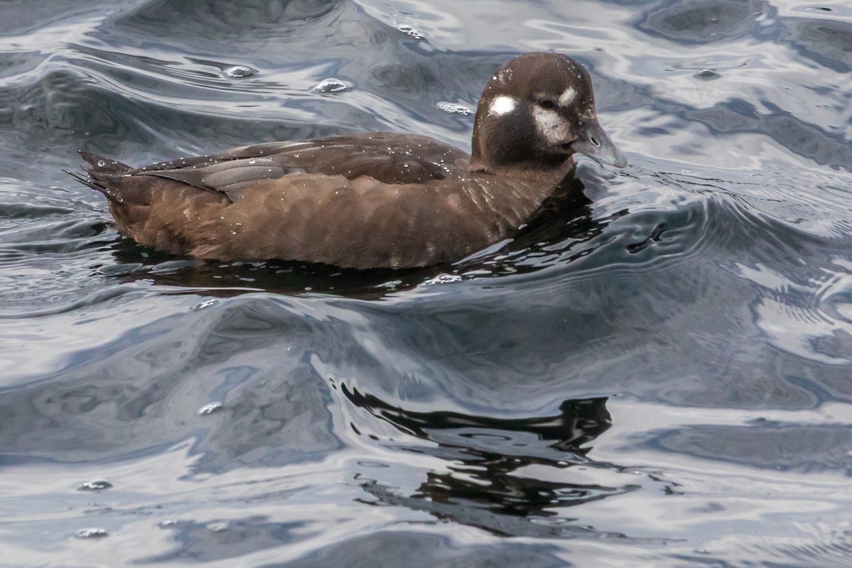Harlequin Duck - ML645806021
