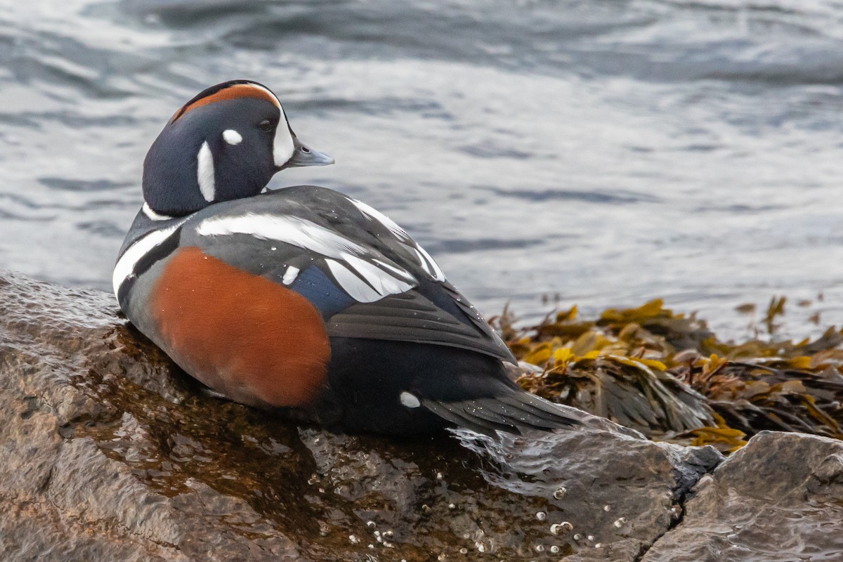 Harlequin Duck - ML645806022