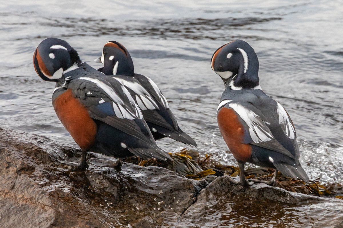 Harlequin Duck - ML645806025