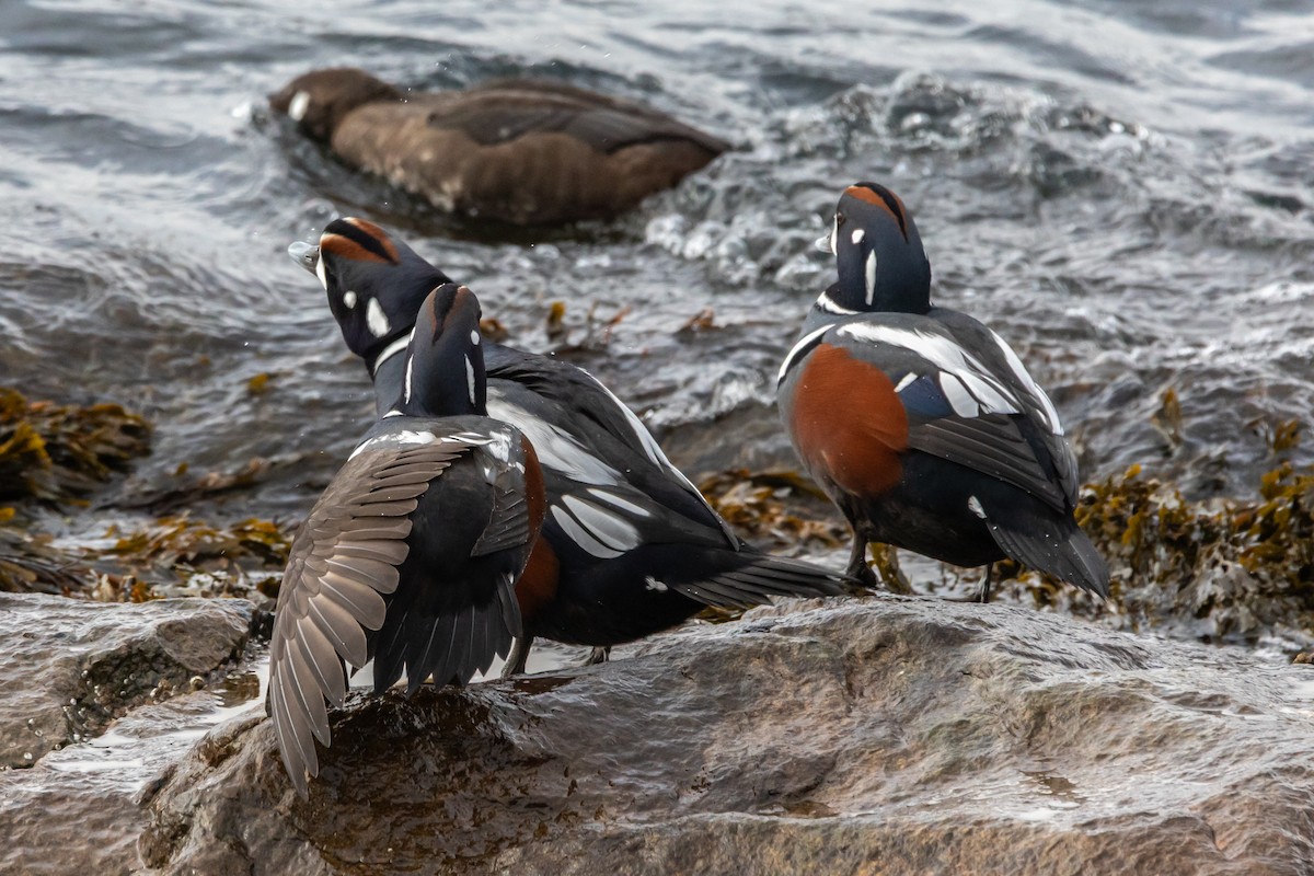 Harlequin Duck - ML645806026