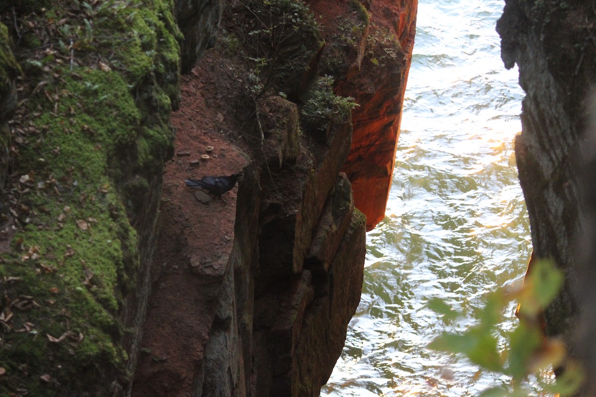 Corvo imperiale - ML645806034