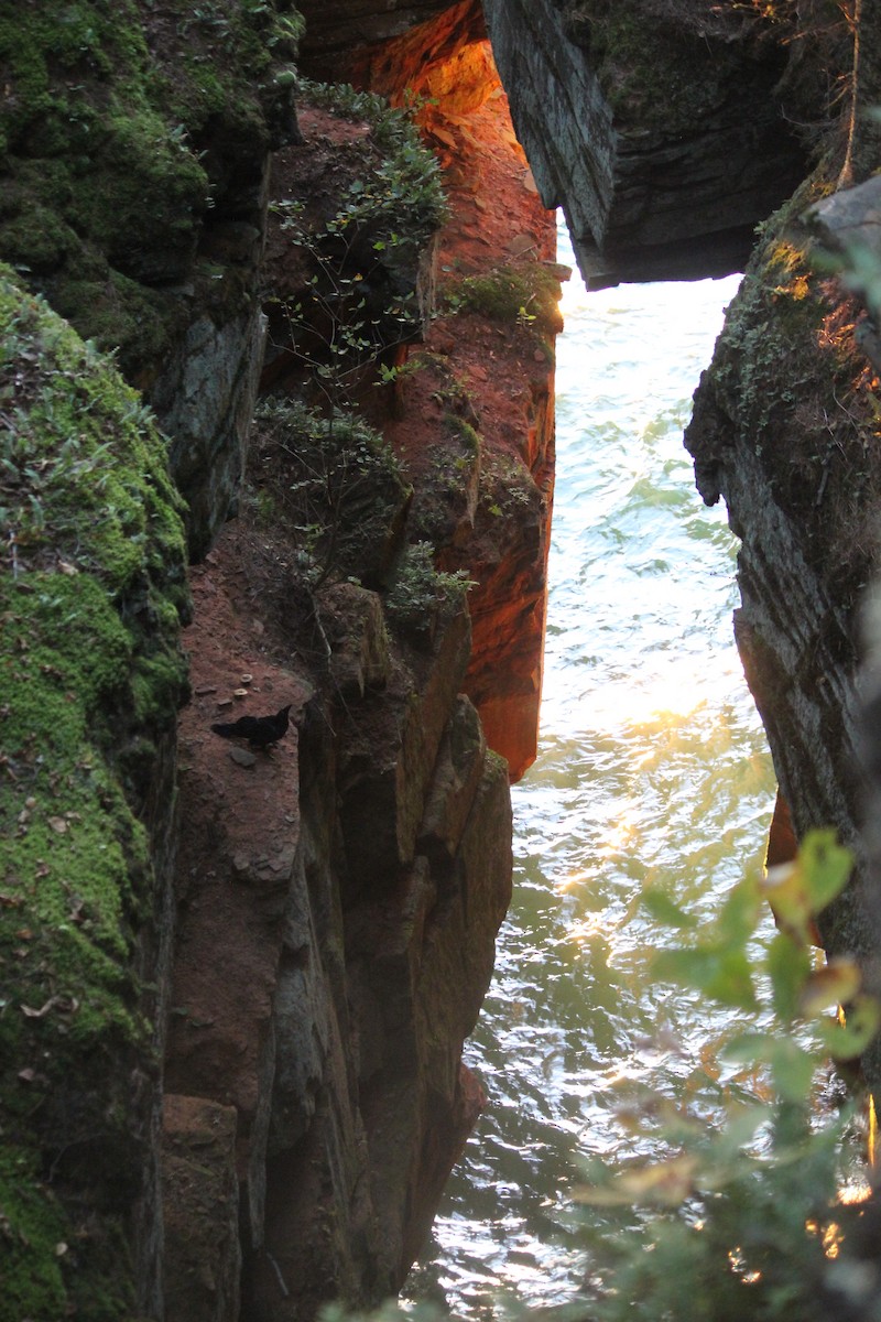 Corvo imperiale - ML645806035