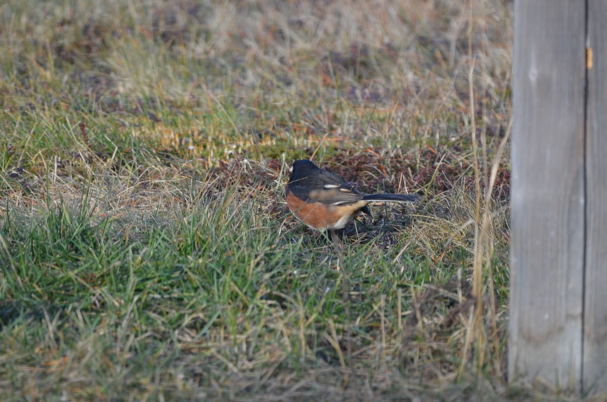 Eastern Towhee - ML645806060
