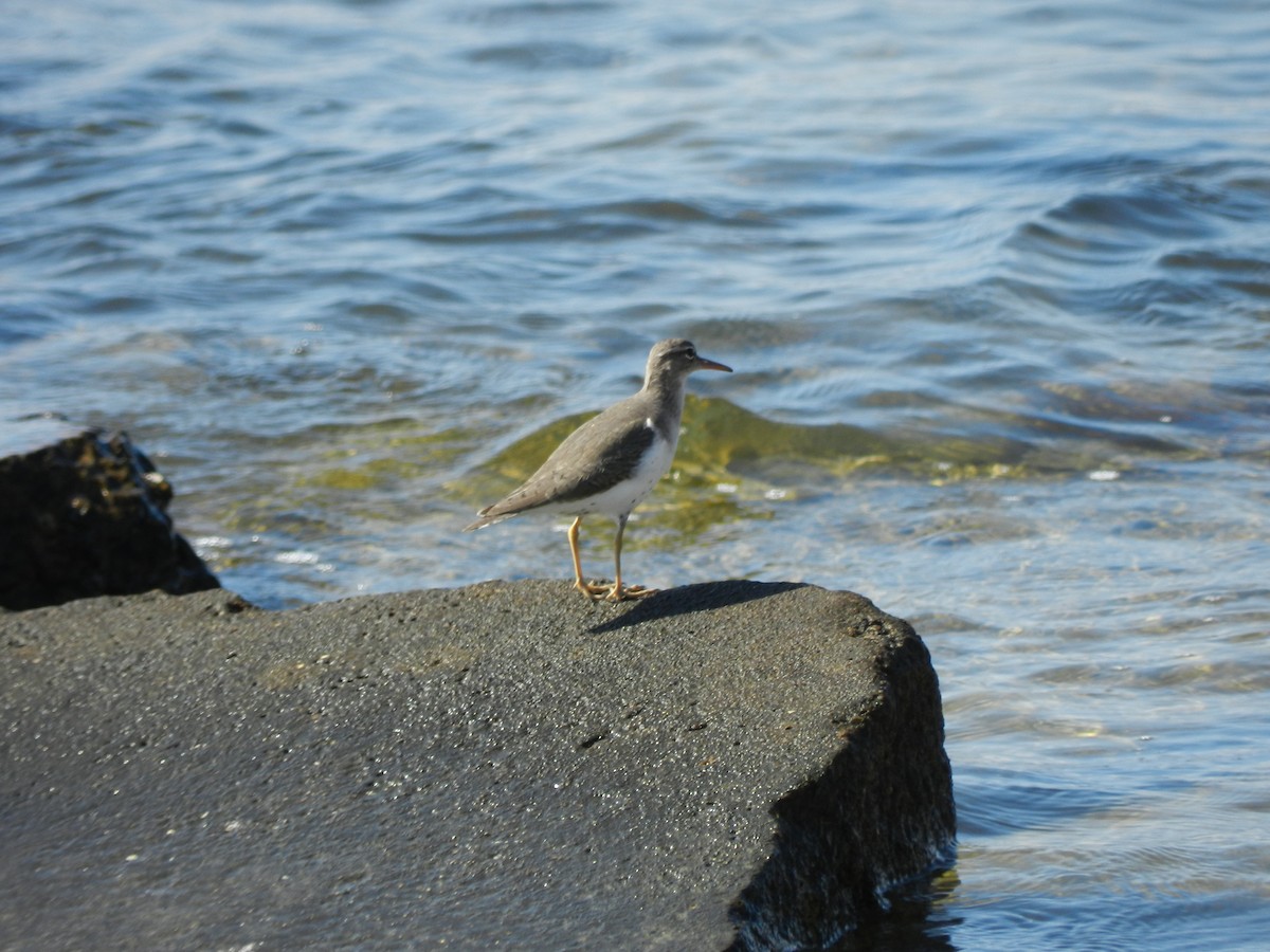 Benekli Düdükçün - ML645806062