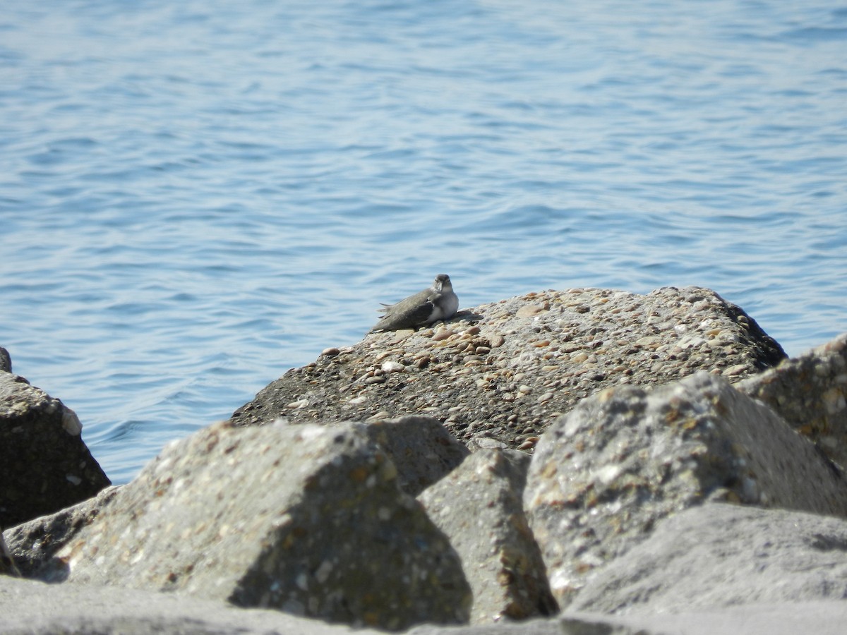 Benekli Düdükçün - ML645806063