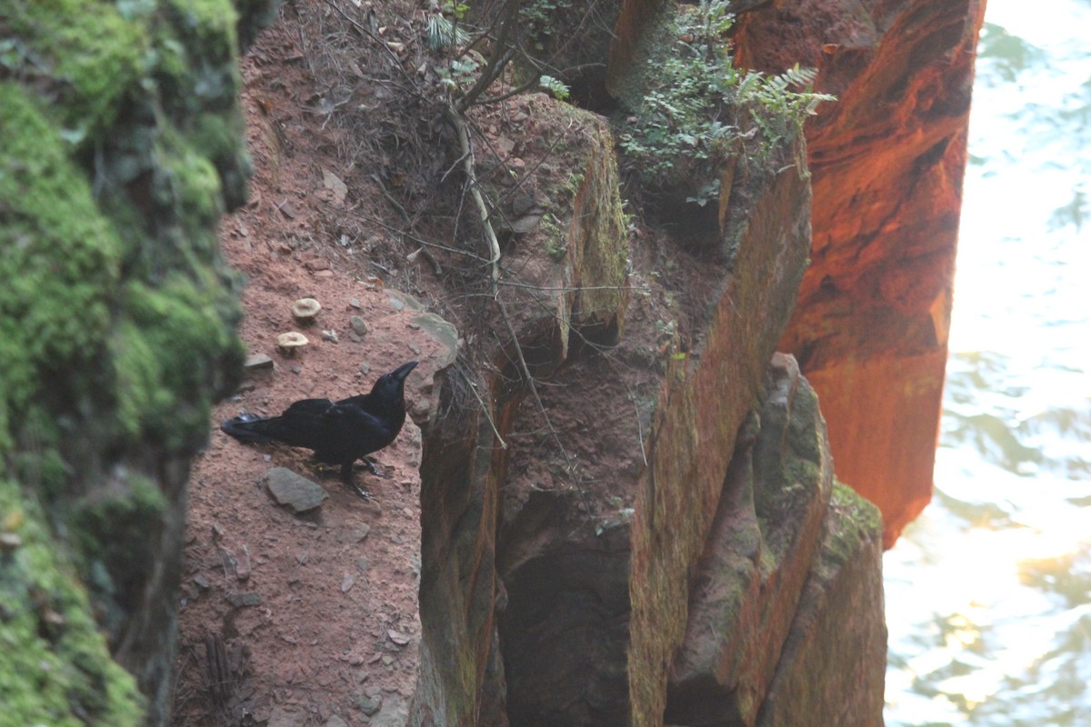 Corvo imperiale - ML645806065