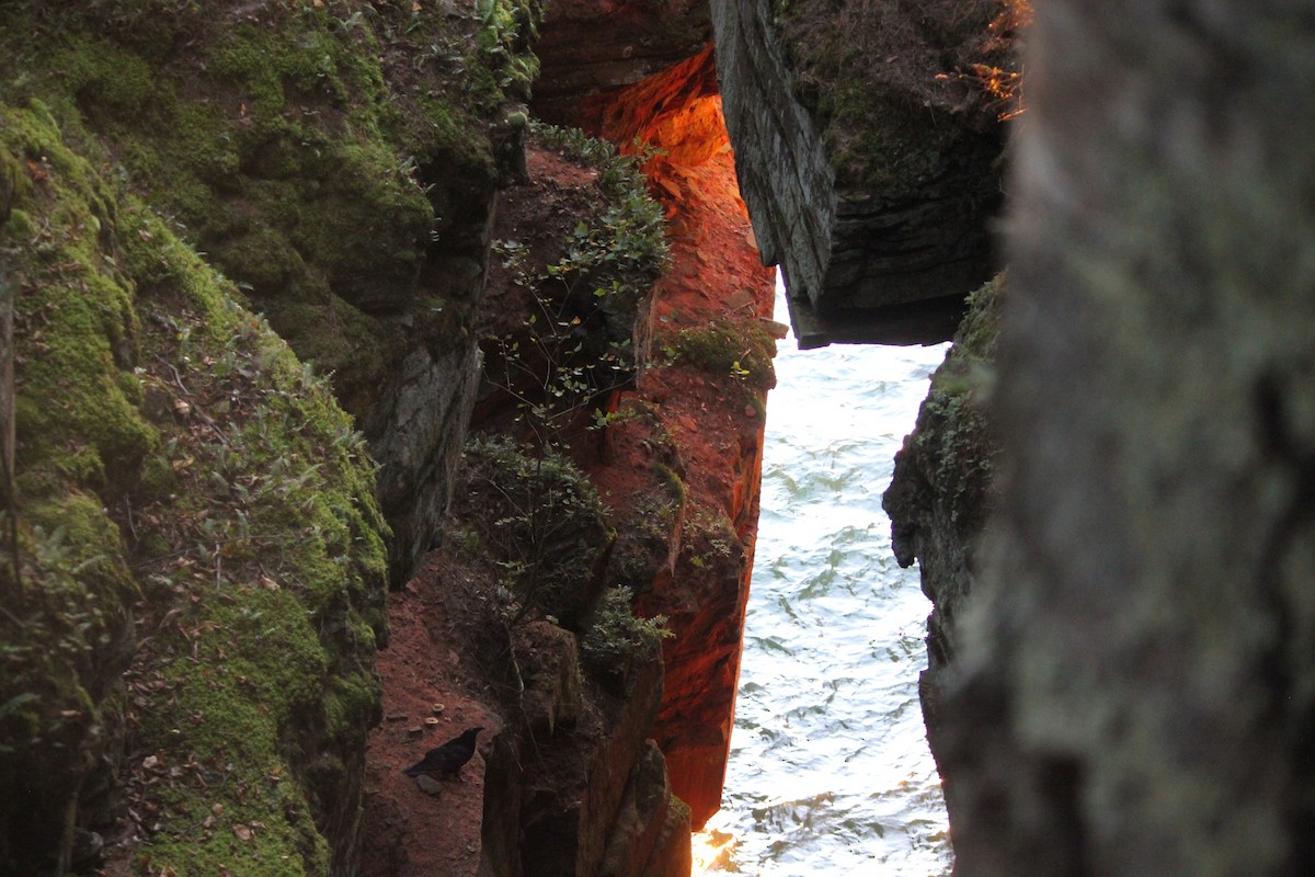 Corvo imperiale - ML645806066