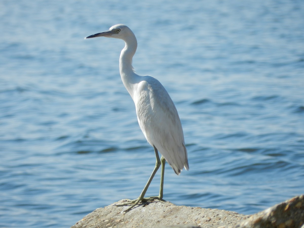 לבנית כחולה קטנה - ML645806071