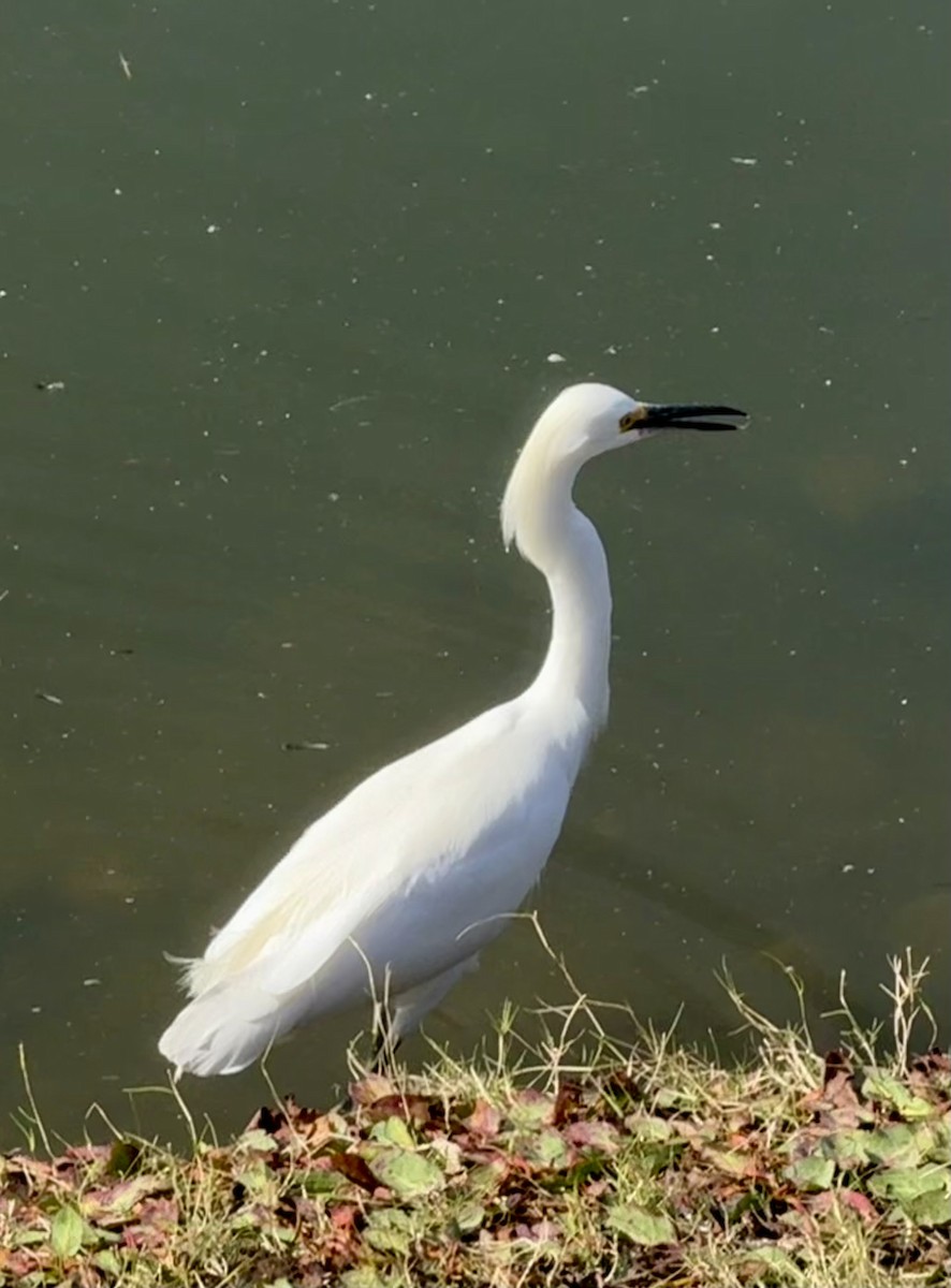 Snowy Egret - ML645806075