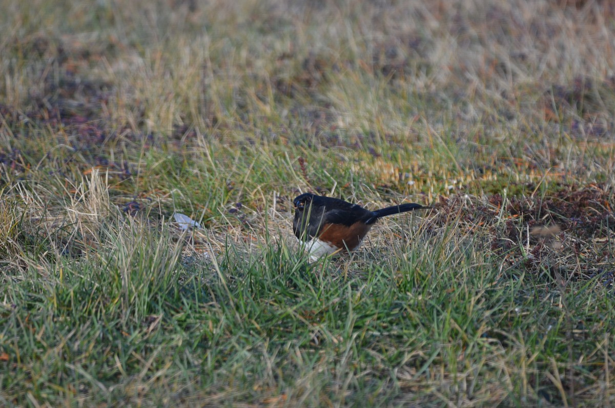 Eastern Towhee - ML645806078