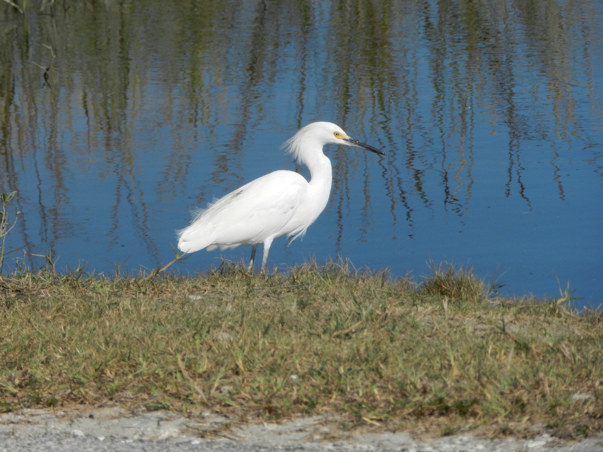 לבנית אמריקנית - ML645806079