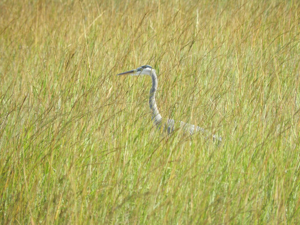 Great Blue Heron (Great Blue) - ML645806083