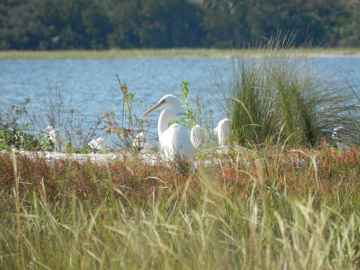 Great Blue Heron (Great White) - ML645806088