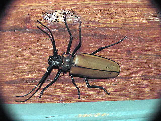 Insects - ML645806089