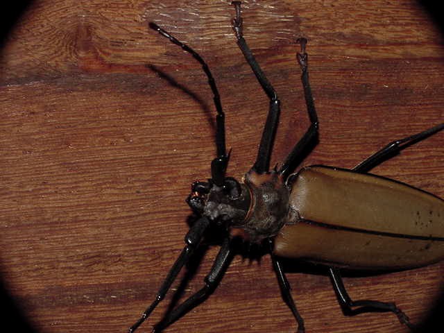 Insects - ML645806090