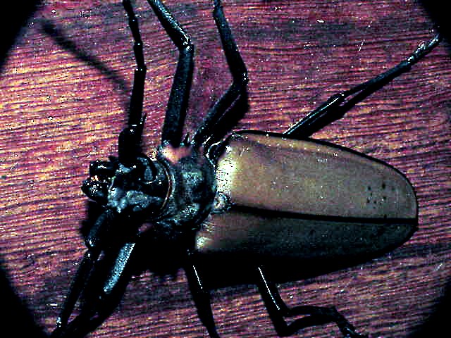 Insects - ML645806091