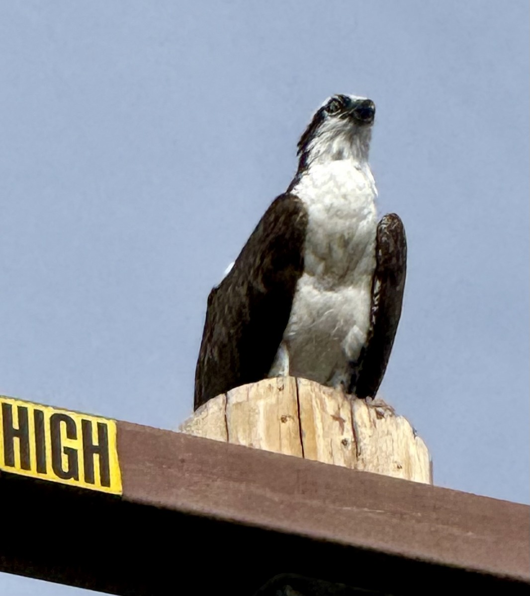 Osprey - ML645806102