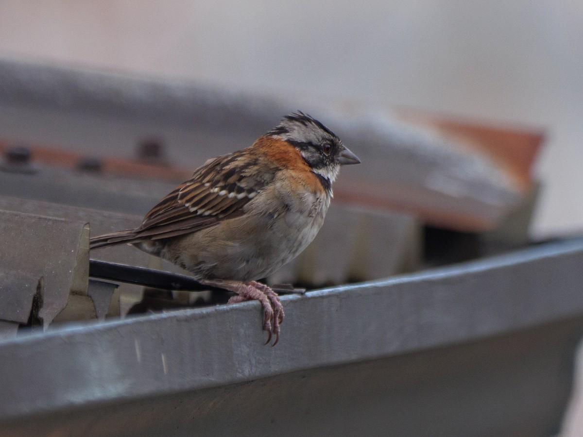 Morgenammer - ML645806109