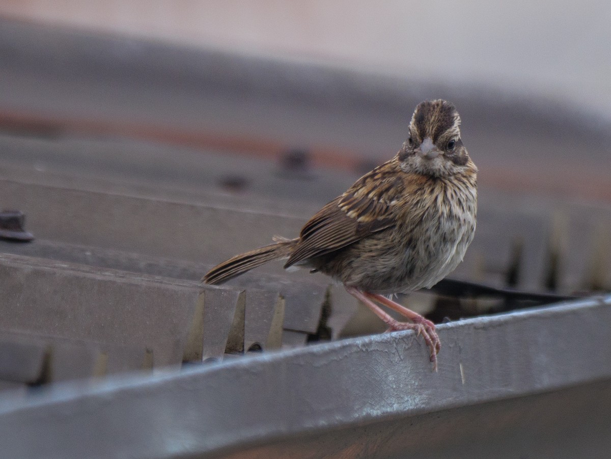 Morgenammer - ML645806110