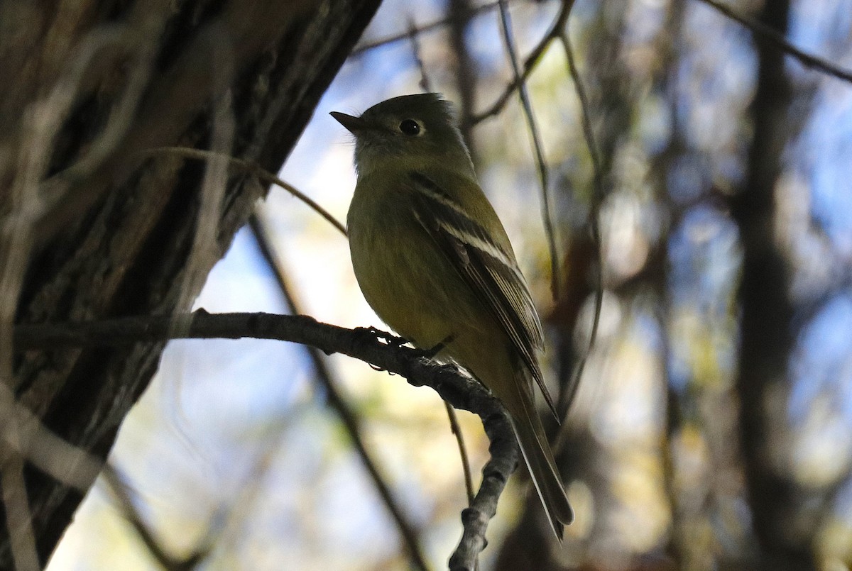 Hammond's Flycatcher - ML645806111