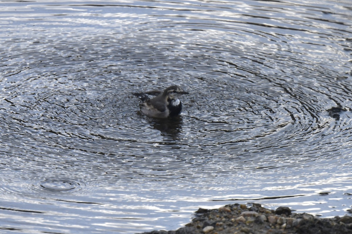 White Wagtail - ML645806119