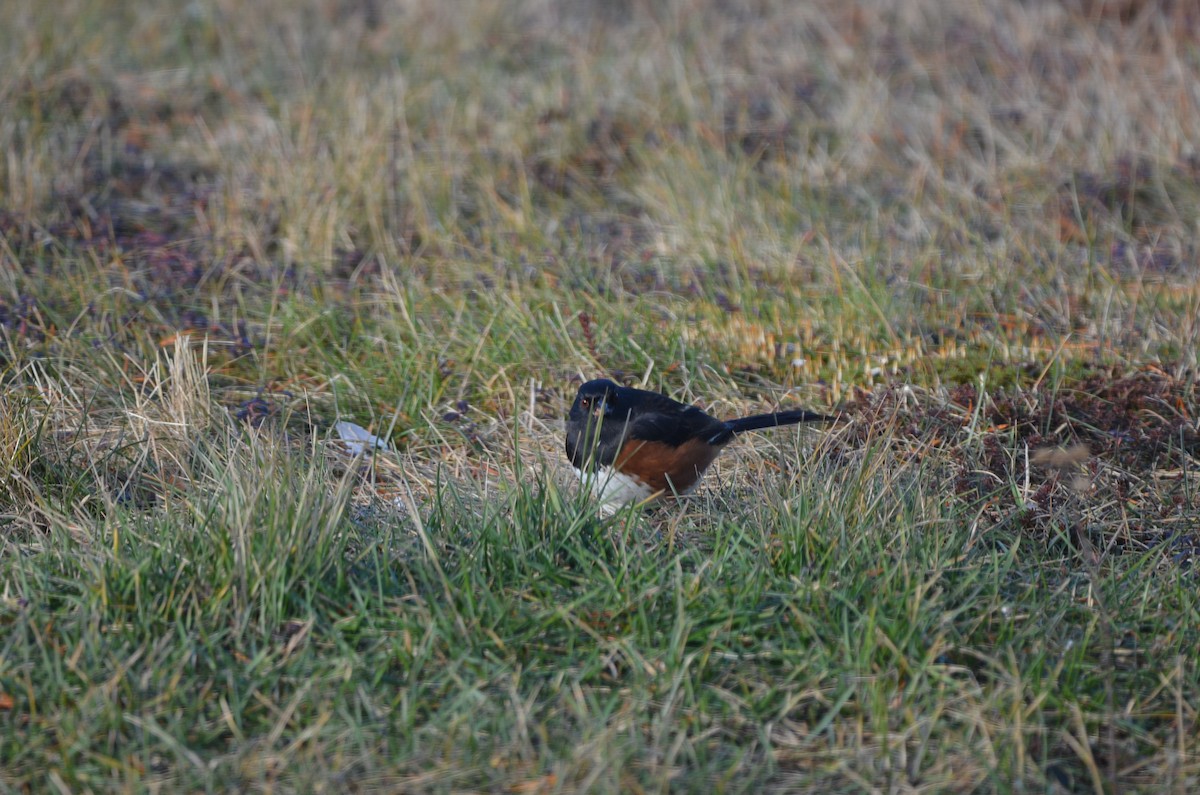 Eastern Towhee - ML645806121