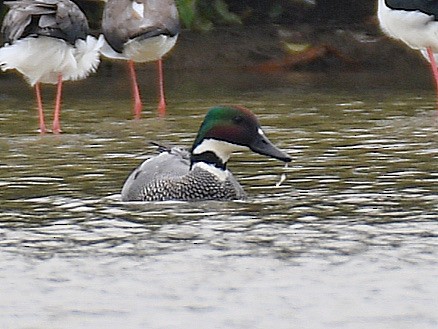 Falcated Duck - ML645806122