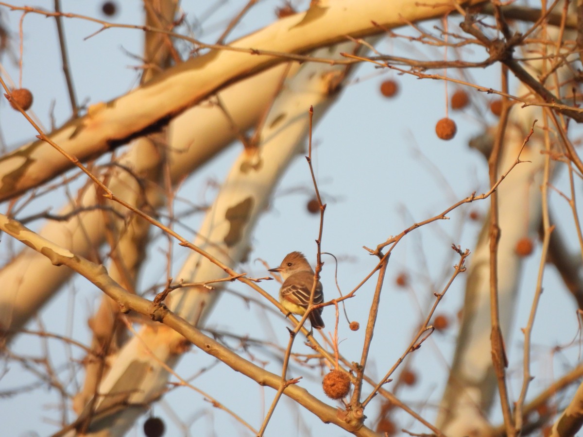 Ash-throated Flycatcher - ML645806127