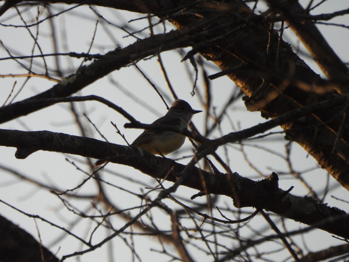 Ash-throated Flycatcher - ML645806129