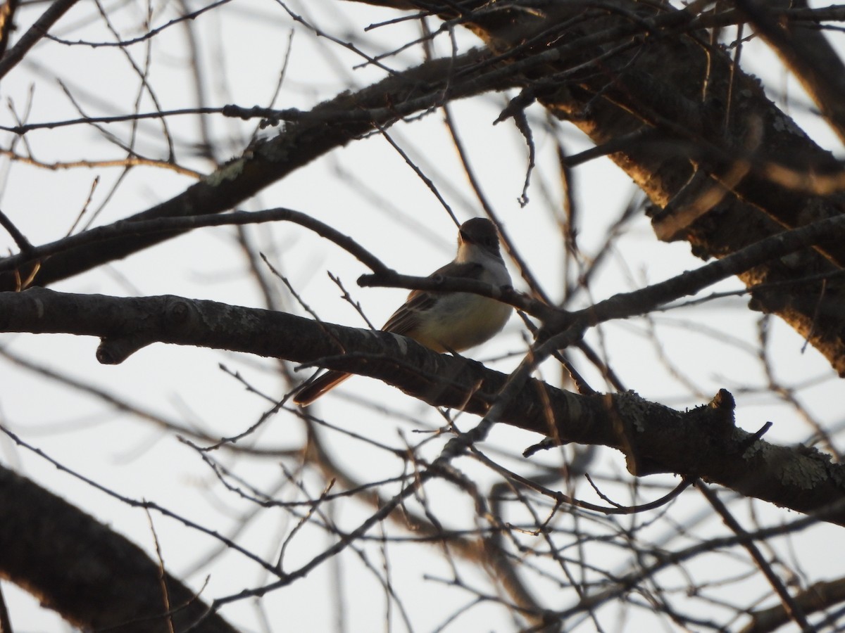 Ash-throated Flycatcher - ML645806130