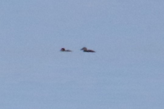 White-winged Scoter - ML645806132