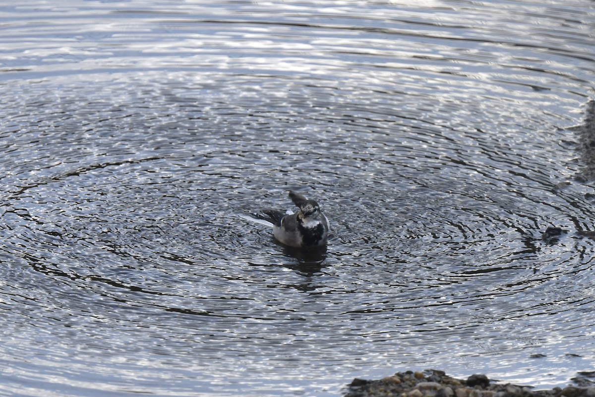 White Wagtail - ML645806134