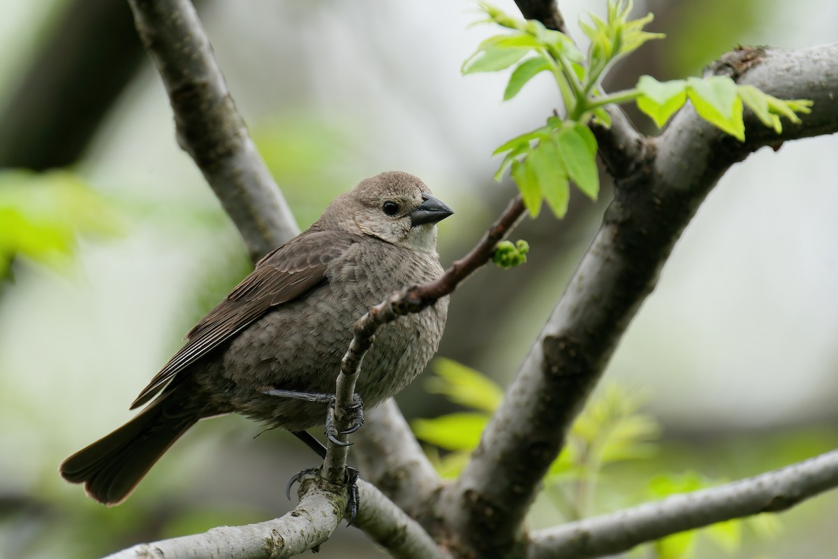 שחרורית חומת-ראש - ML645806136