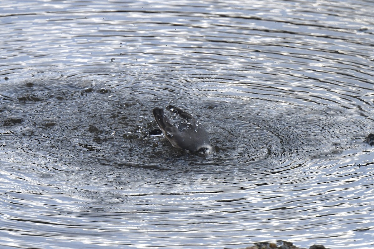 White Wagtail - ML645806138