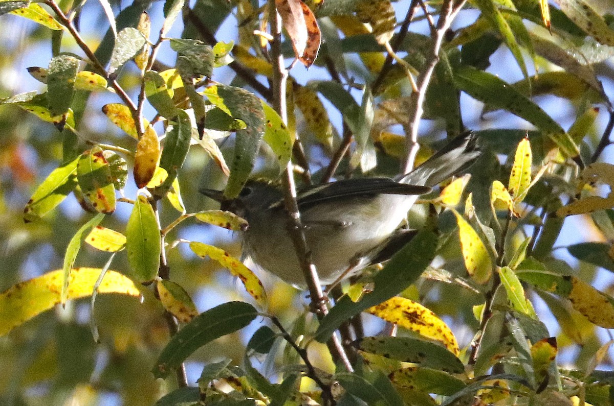Chestnut-sided Warbler - ML645806139