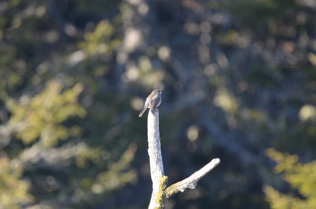 Dark-eyed Junco - ML645806145