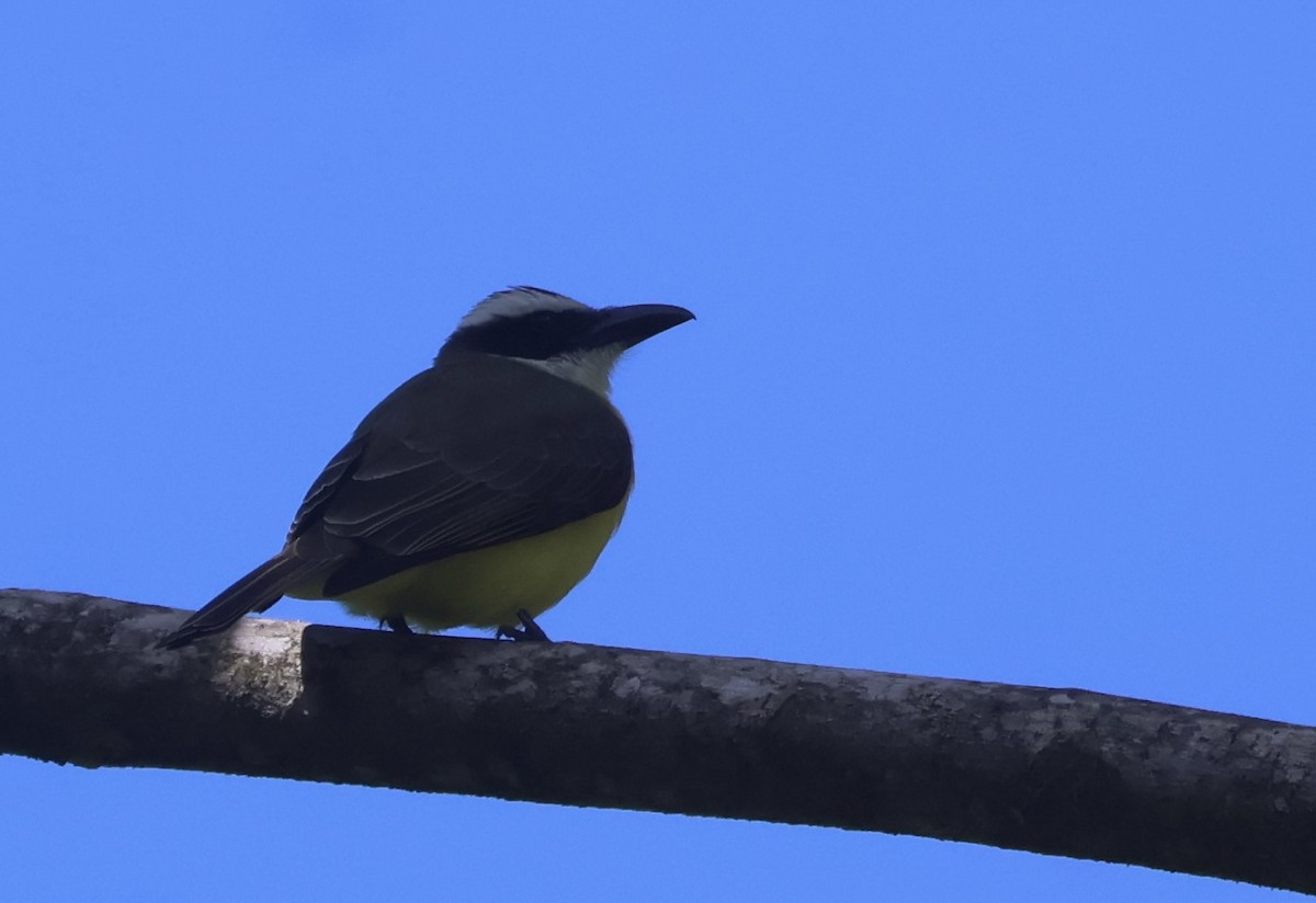 Boat-billed Flycatcher - ML645806176