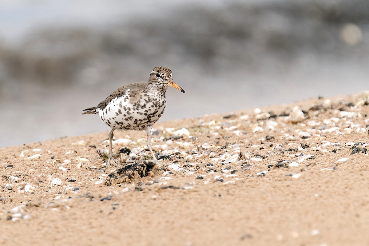 ביצנית נקודה - ML645806179