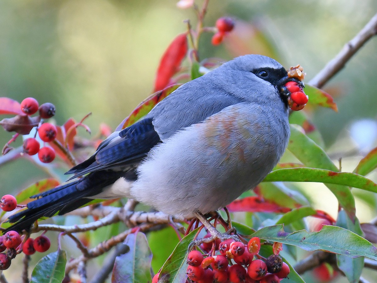Taiwan Bullfinch - ML645806180