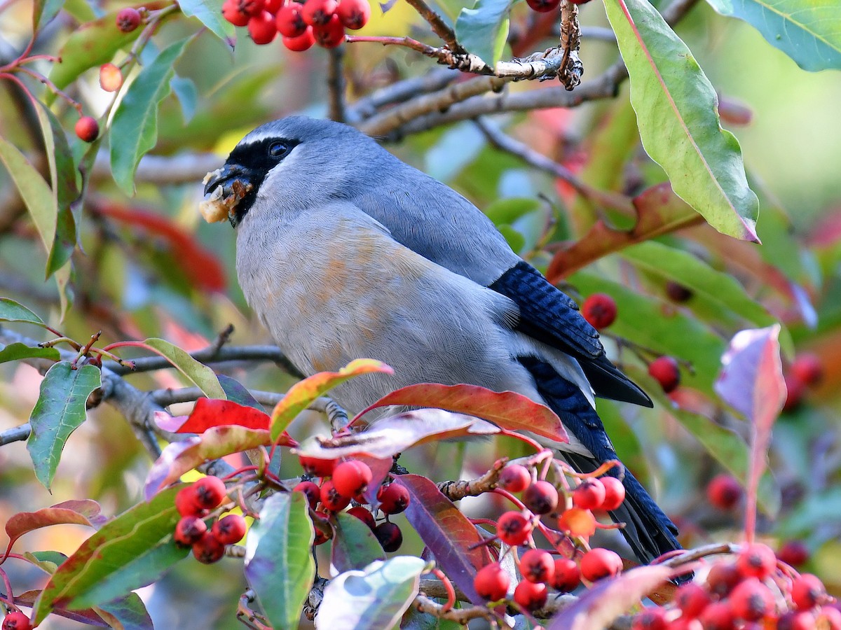 Taiwan Bullfinch - ML645806181
